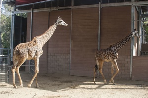 316-5625 San Diego Zoo - Giraffes